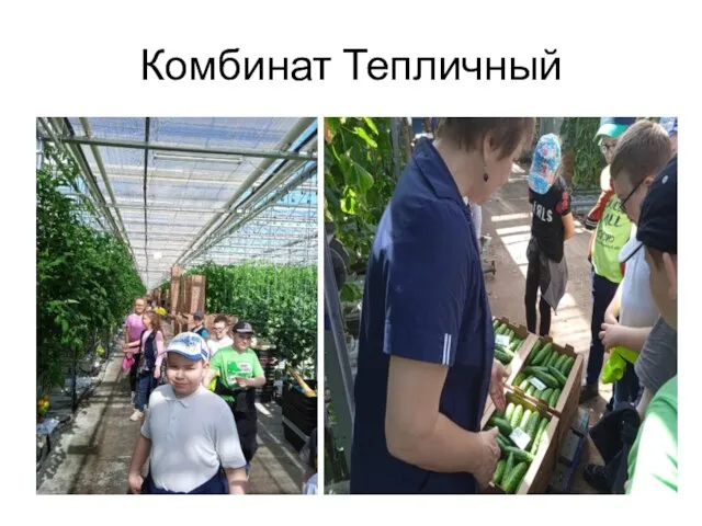 Комбинат Тепличный