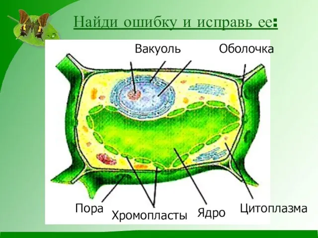 Найди ошибку и исправь ее: Хромопласты Вакуоль Оболочка Цитоплазма Ядро Пора