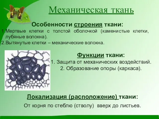 Механическая ткань Особенности строения ткани: Мертвые клетки с толстой оболочкой (каменистые клетки,