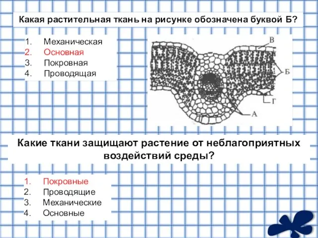 Какая растительная ткань на рисунке обозначена буквой Б? Механическая Основная Покровная Проводящая