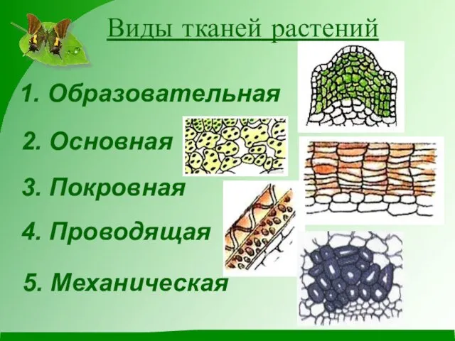 Виды тканей растений 3. Покровная 5. Механическая 4. Проводящая 2. Основная 1. Образовательная