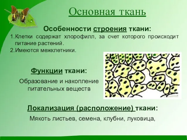 Основная ткань Особенности строения ткани: Клетки содержат хлорофилл, за счет которого происходит