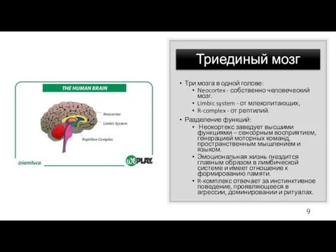 Триединый мозг Три мозга в одной голове: Neocortex - собственно человеческий мозг.