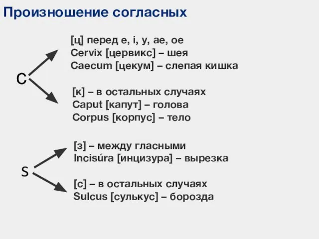 Произношение согласных [ц] перед e, i, y, ae, oe Cervix [цервикс] –