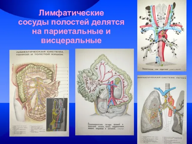 Лимфатические сосуды полостей делятся на париетальные и висцеральные