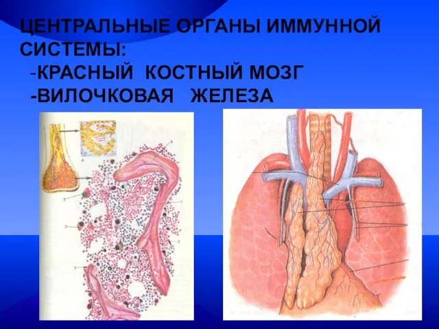 ЦЕНТРАЛЬНЫЕ ОРГАНЫ ИММУННОЙ СИСТЕМЫ: -КРАСНЫЙ КОСТНЫЙ МОЗГ -ВИЛОЧКОВАЯ ЖЕЛЕЗА