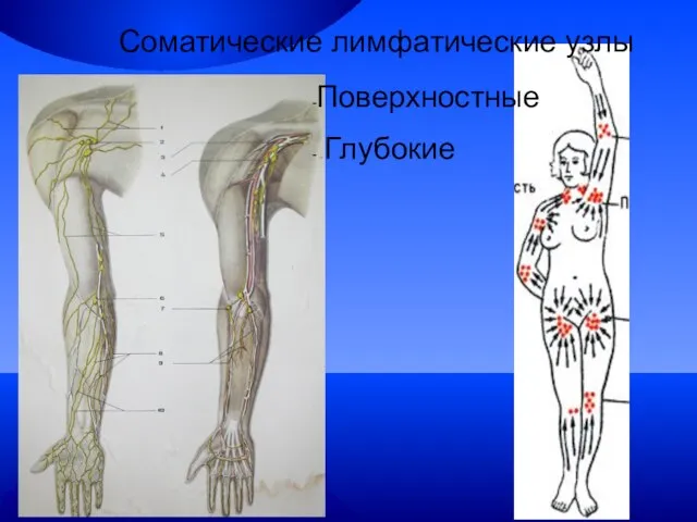 Соматические лимфатические узлы Поверхностные Глубокие