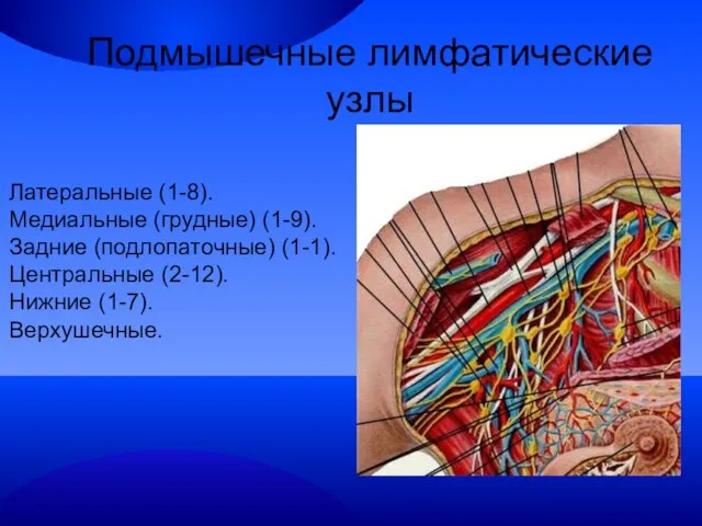 Подмышечные лимфатические узлы Латеральные (1-8). Медиальные (грудные) (1-9). Задние (подлопаточные) (1-1). Центральные (2-12). Нижние (1-7). Верхушечные.