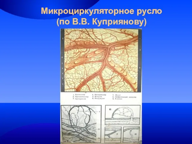 Микроциркуляторное русло (по В.В. Куприянову)