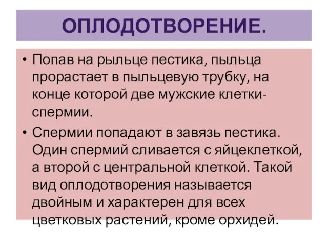 ОПЛОДОТВОРЕНИЕ. Попав на рыльце пестика, пыльца прорастает в пыльцевую трубку, на конце