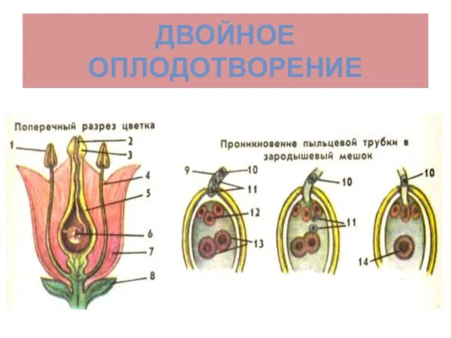 ДВОЙНОЕ ОПЛОДОТВОРЕНИЕ