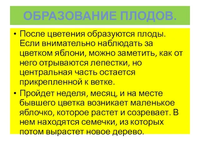 ОБРАЗОВАНИЕ ПЛОДОВ. После цветения образуются плоды. Если внимательно наблюдать за цветком яблони,