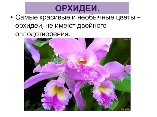 ОРХИДЕИ. Самые красивые и необычные цветы – орхидеи, не имеют двойного оплодотворения.