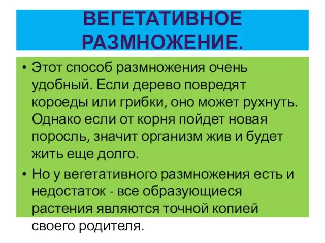 ВЕГЕТАТИВНОЕ РАЗМНОЖЕНИЕ. Этот способ размножения очень удобный. Если дерево повредят короеды или