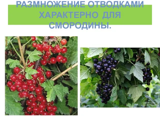 РАЗМНОЖЕНИЕ ОТВОДКАМИ ХАРАКТЕРНО ДЛЯ СМОРОДИНЫ.