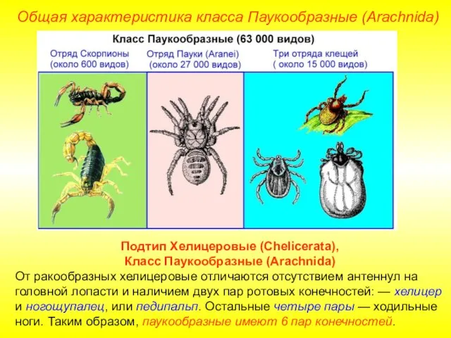 Общая характеристика класса Паукообразные (Arachnida) Подтип Хелицеровые (Chelicerata), Класс Паукообразные (Arachnida) От