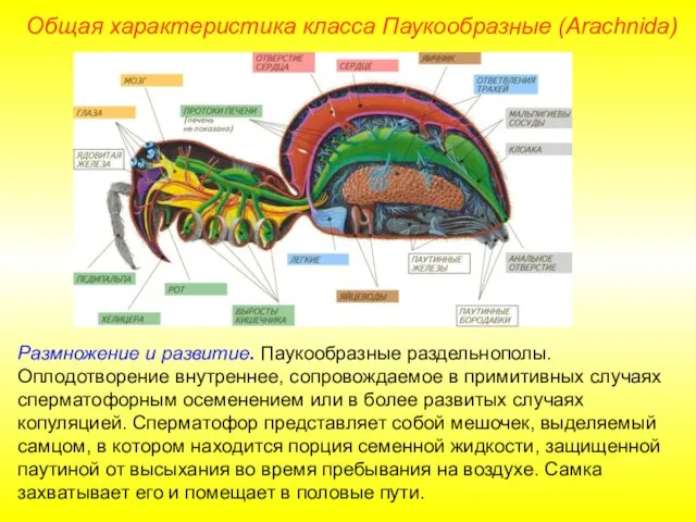 Общая характеристика класса Паукообразные (Arachnida) Размножение и развитие. Паукообразные раздельнополы. Оплодотворение внутреннее,