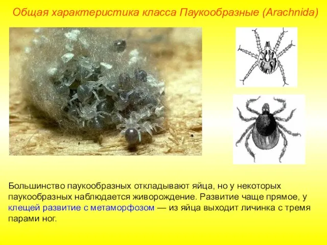 Общая характеристика класса Паукообразные (Arachnida) Большинство паукообразных откладывают яйца, но у некоторых