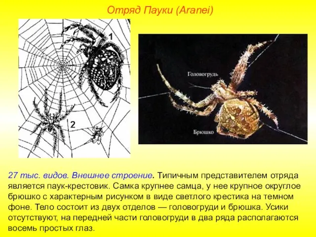 Отряд Пауки (Aranei) 27 тыс. видов. Внешнее строение. Типичным представителем отряда является