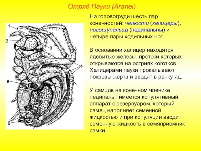Отряд Пауки (Aranei) На головогруди шесть пар конечностей: челюсти (хелицеры), ногощупальца (педипальпы)