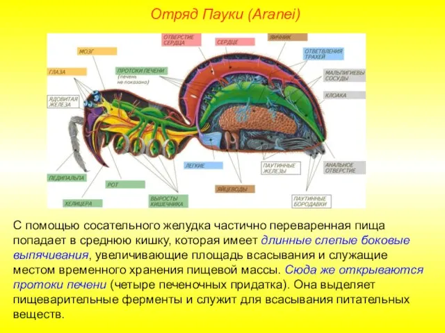 Отряд Пауки (Aranei) С помощью сосательного желудка частично переваренная пища попадает в