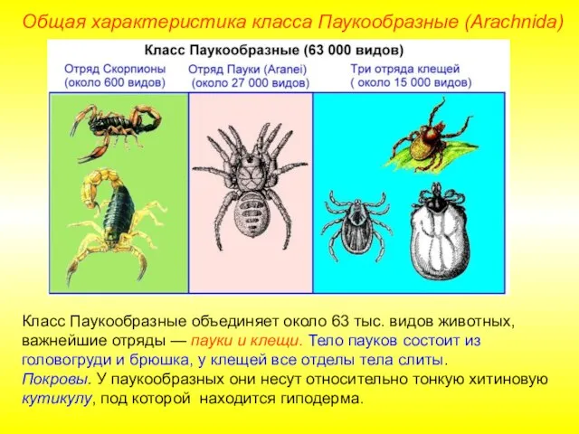Общая характеристика класса Паукообразные (Arachnida) Класс Паукообразные объединяет около 63 тыс. видов