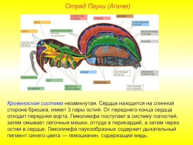 Отряд Пауки (Aranei) Кровеносная система незамкнутая. Сердце находится на спинной стороне брюшка,