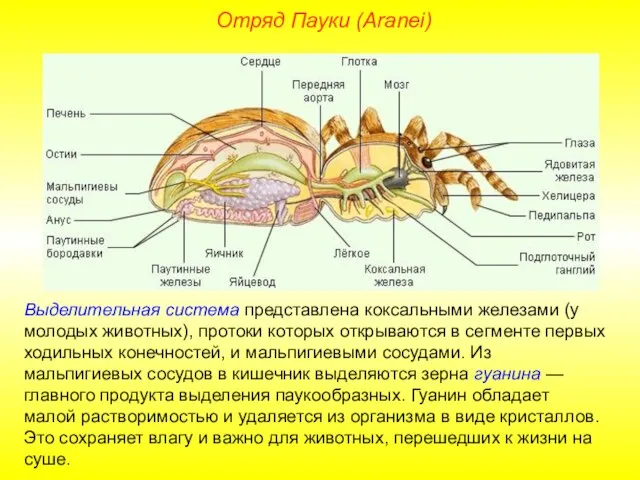Отряд Пауки (Aranei) Выделительная система представлена коксальными железами (у молодых животных), протоки