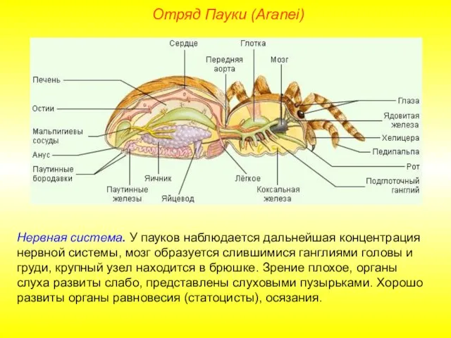 Отряд Пауки (Aranei) Нервная система. У пауков наблюдается дальнейшая концентрация нервной системы,