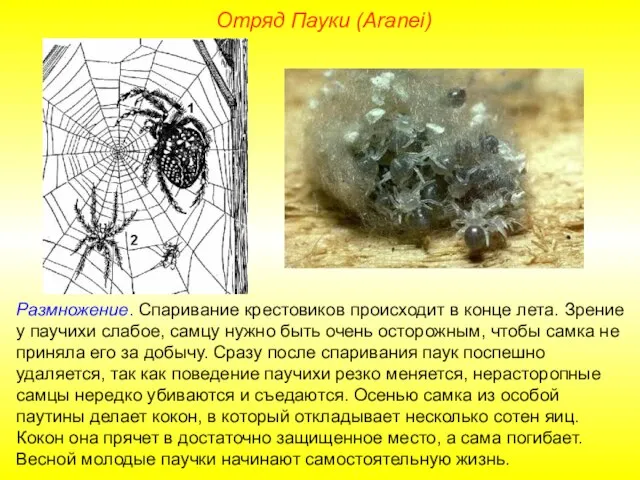 Отряд Пауки (Aranei) Размножение. Спаривание крестовиков происходит в конце лета. Зрение у