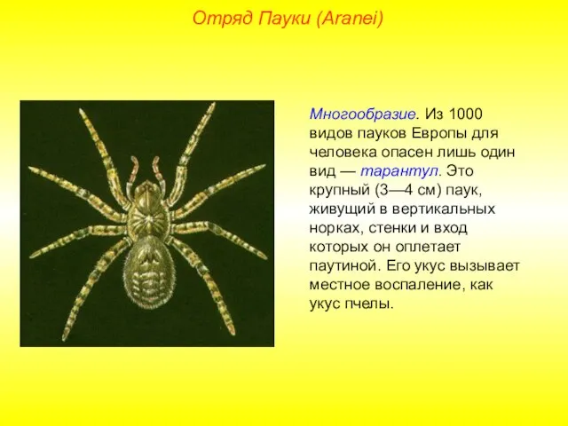 Отряд Пауки (Aranei) Многообразие. Из 1000 видов пауков Европы для человека опасен