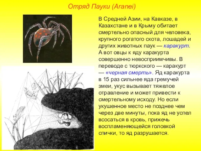 Отряд Пауки (Aranei) В Средней Азии, на Кавказе, в Казахстане и в