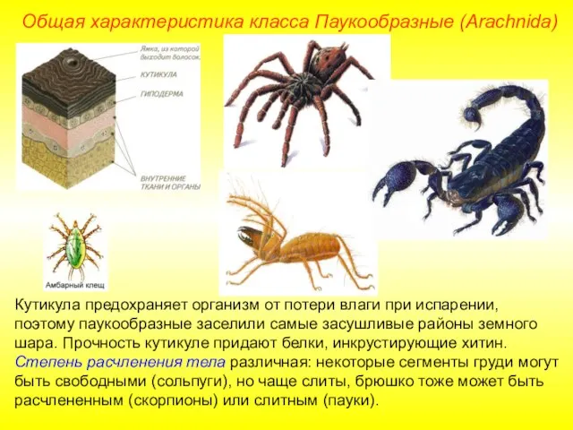 Общая характеристика класса Паукообразные (Arachnida) Кутикула предохраняет организм от потери влаги при