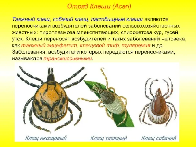 Отряд Клещи (Acari) Таежный клещ, собачий клещ, пастбищные клещи являются переносчиками возбудителей