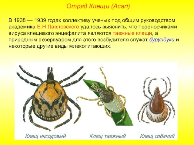 Отряд Клещи (Acari) В 1938 — 1939 годах коллективу ученых под общим