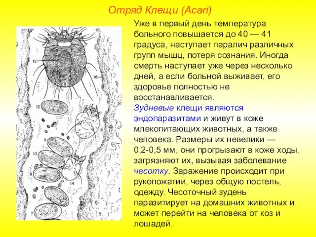 Отряд Клещи (Acari) Уже в первый день температура больного повышается до 40