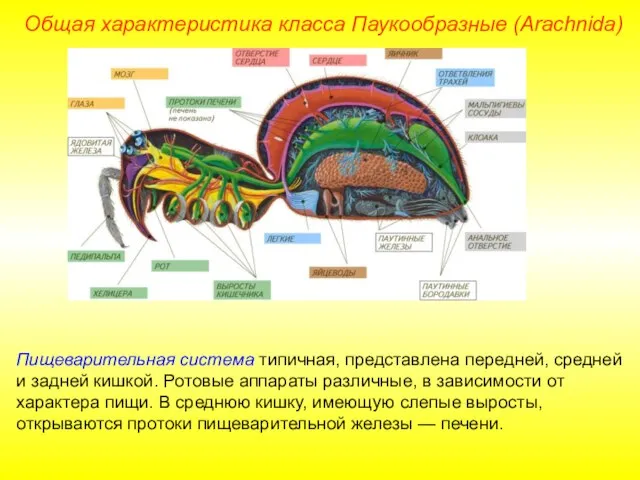 Общая характеристика класса Паукообразные (Arachnida) Пищеварительная система типичная, представлена передней, средней и