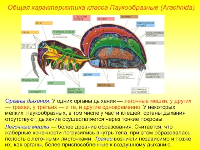 Общая характеристика класса Паукообразные (Arachnida) Органы дыхания. У одних органы дыхания —