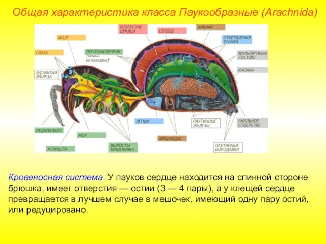 Общая характеристика класса Паукообразные (Arachnida) Кровеносная система. У пауков сердце находится на