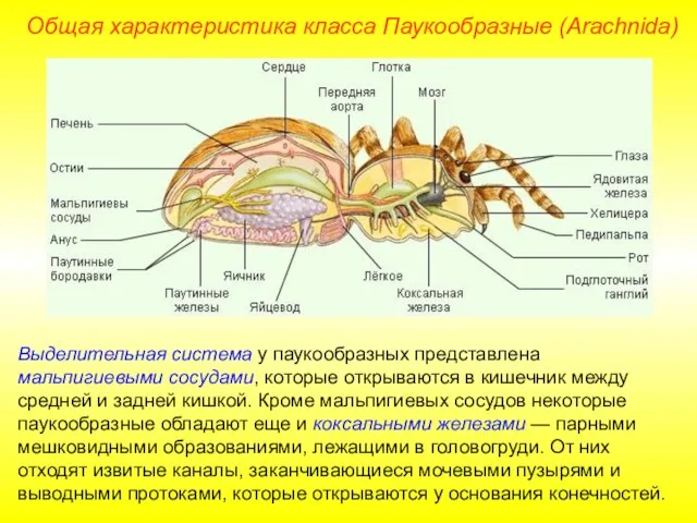 Общая характеристика класса Паукообразные (Arachnida) Выделительная система у паукообразных представлена мальпигиевыми сосудами,