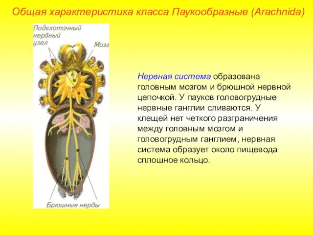 Общая характеристика класса Паукообразные (Arachnida) Нервная система образована головным мозгом и брюшной