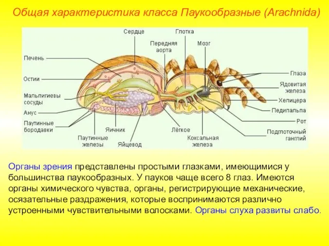 Общая характеристика класса Паукообразные (Arachnida) Органы зрения представлены простыми глазками, имеющимися у