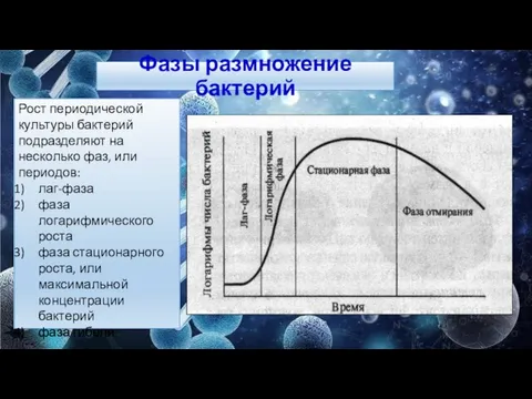 Фазы размножение бактерий Рост периодической культуры бактерий подразделяют на несколько фаз, или