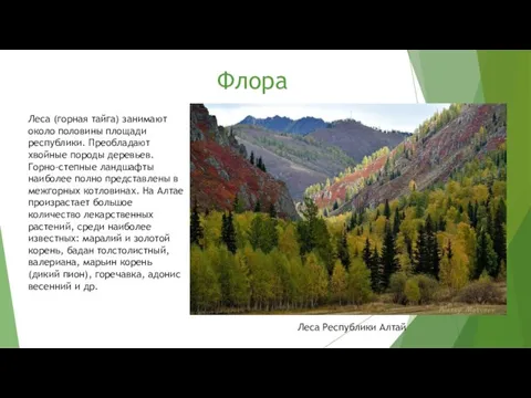 Флора Леса (горная тайга) занимают около половины площади республики. Преобладают хвойные породы