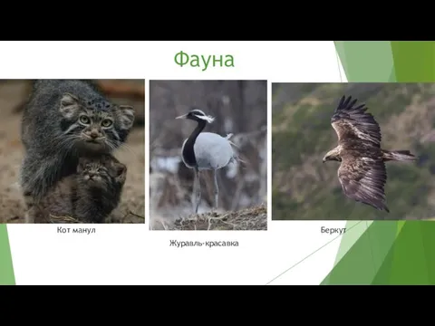 Фауна Кот манул Беркут Журавль-красавка