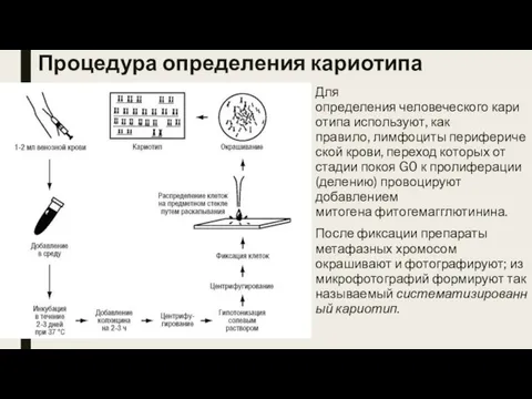 Процедура определения кариотипа Для определения человеческого кариотипа используют, как правило, лимфоциты периферической