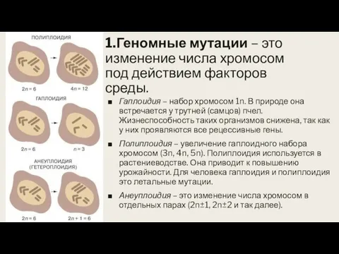 1.Геномные мутации – это изменение числа хромосом под действием факторов среды. Гаплоидия