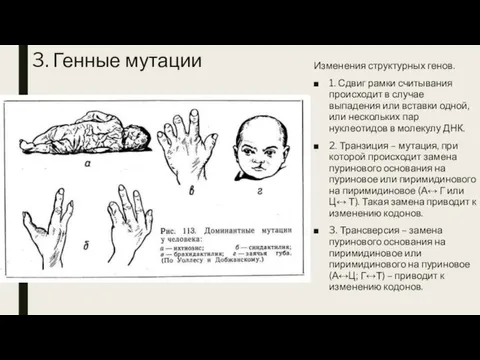 3. Генные мутации Изменения структурных генов. 1. Сдвиг рамки считывания происходит в