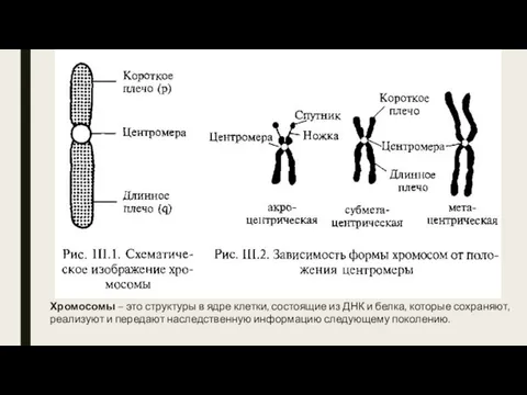 Хромосомы – это структуры в ядре клетки, состоящие из ДНК и белка,