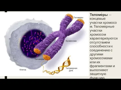 Теломе́ры — концевые участки хромосом. Теломерные участки хромосом характеризуются отсутствием способности к